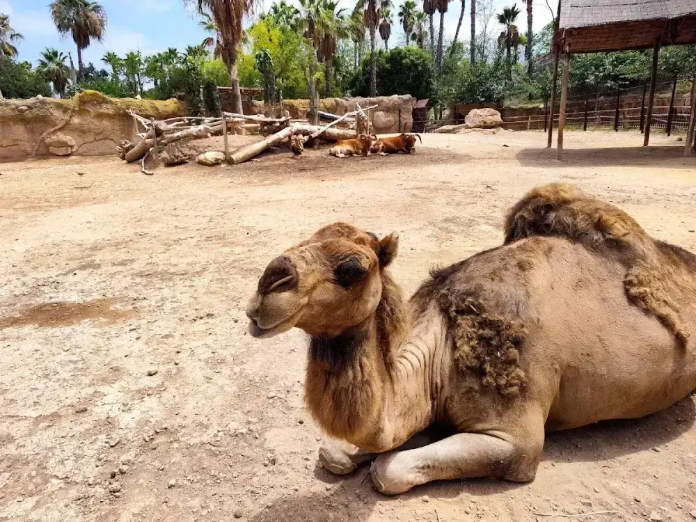 Terra Natura Benidorm — foto 2