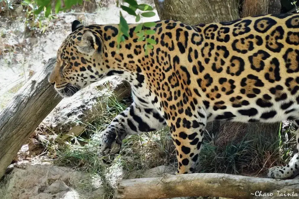 Terra Natura Benidorm — foto 5